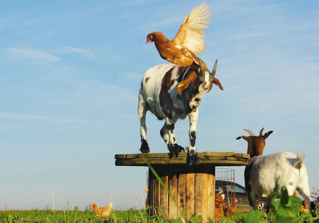 Seitdem Zwergziegenpärchen die Hennen von Sandra Haußäcker beschützen, hat der Habicht keine Tiere mehr geschlagen.