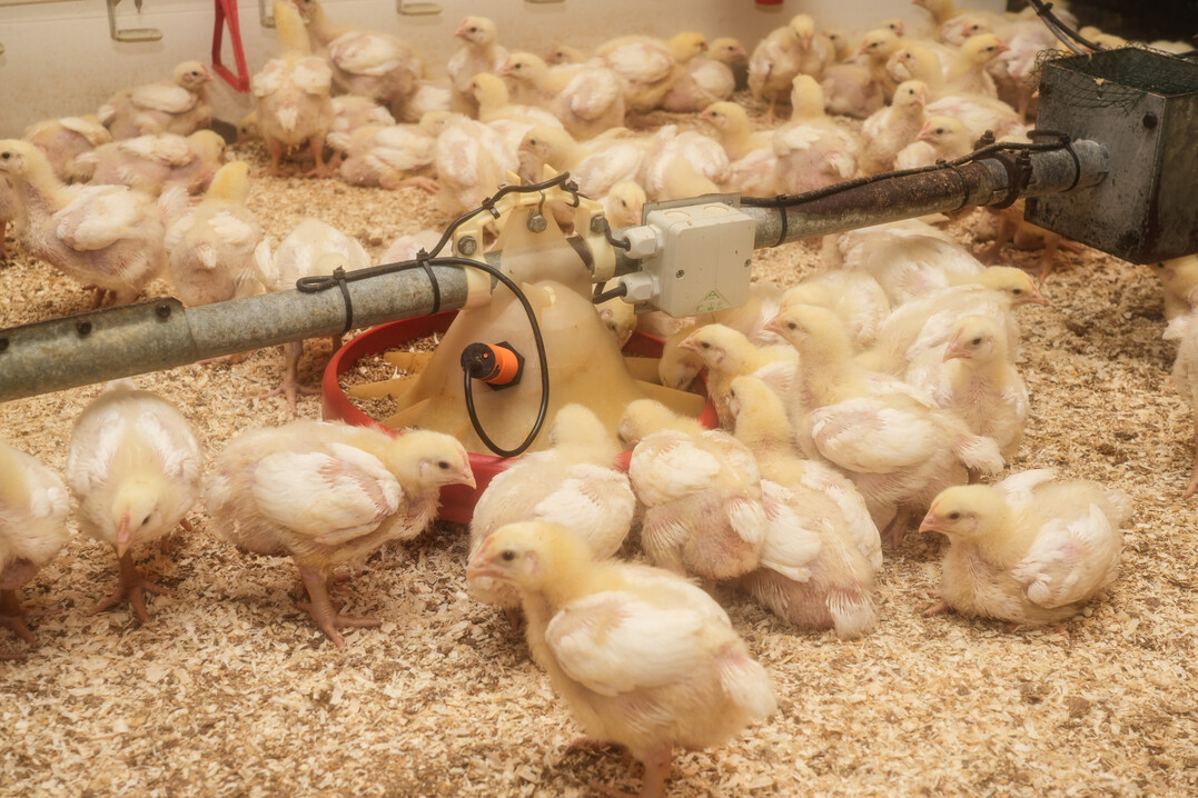 Seit Thore Petersen der Saale Broiler GbR beratend zu Seite steht, konnte bei jedem Durchgang eine Verbesserungen der Tiergesundheit und dadurch auch der betrieblichen Wirtschaftlichkeit verzeichnet werden. 