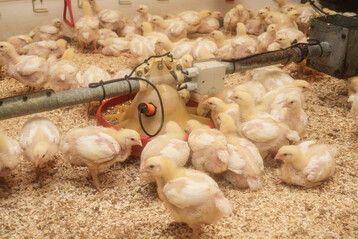 Seit Thore Petersen der Saale Broiler GbR beratend zu Seite steht, konnte bei jedem Durchgang eine Verbesserungen der Tiergesundheit und dadurch auch der betrieblichen Wirtschaftlichkeit verzeichnet werden. 