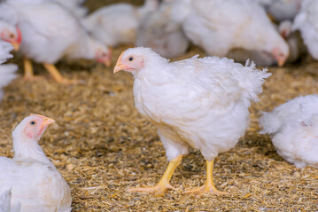 Gesunde Tiere verringern die Umweltauswirkungen der Hhnchenmast.