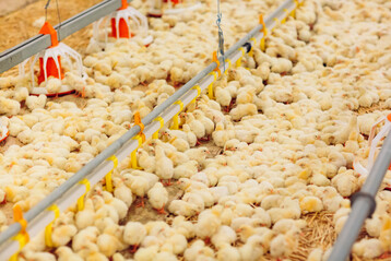 Das US-Landwirtschaftsministerium erwartet eine steigende Masthhnerproduktion fr die USA.