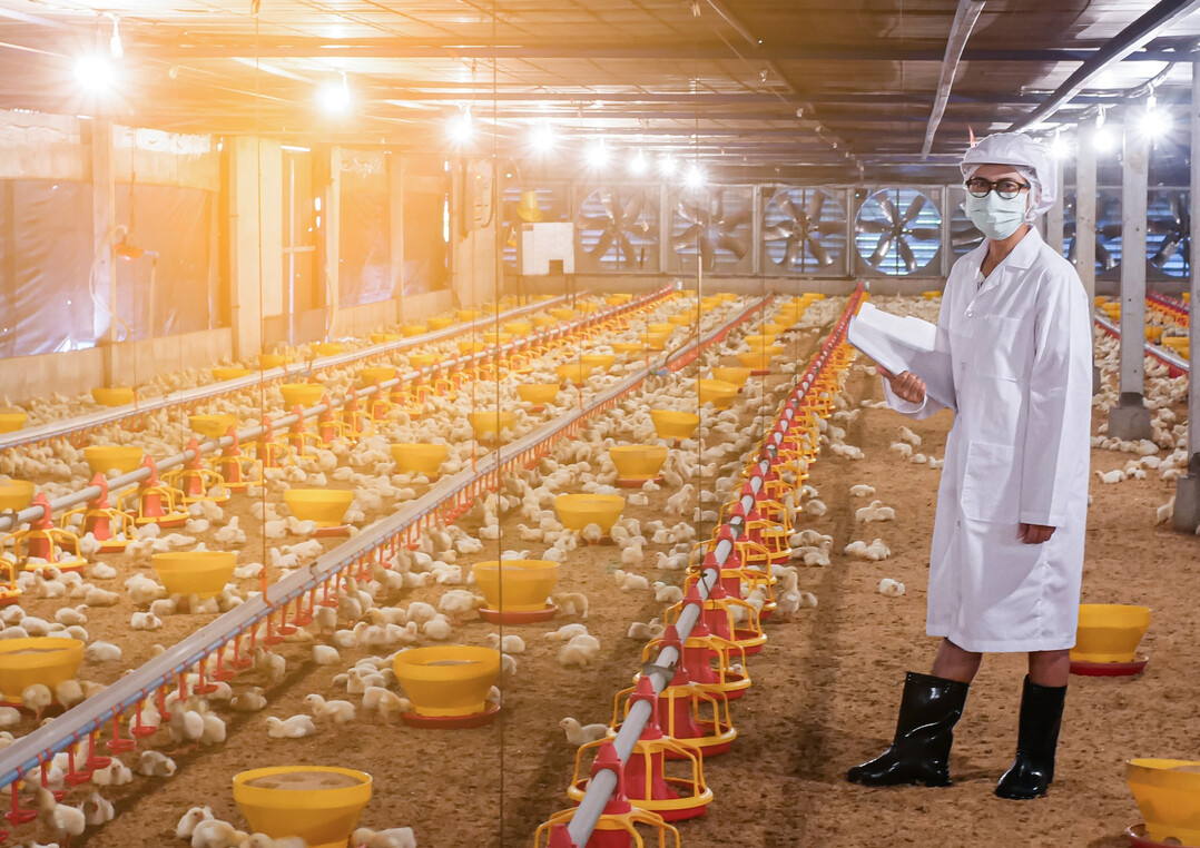 Tierarztvisite in einer Geflgelaufzucht. Die USA haben ihre Regelungen fr Entschdigungen nach HPAI-Ausbrchen angepasst.