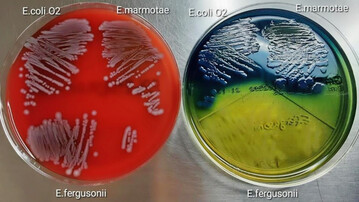 Abbildung 1: E. coli-Proben auf Nhrbden im Labor.