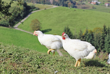 Biohhnchen der Rasse ISA. Die Mast ist eine absolute Nische.
