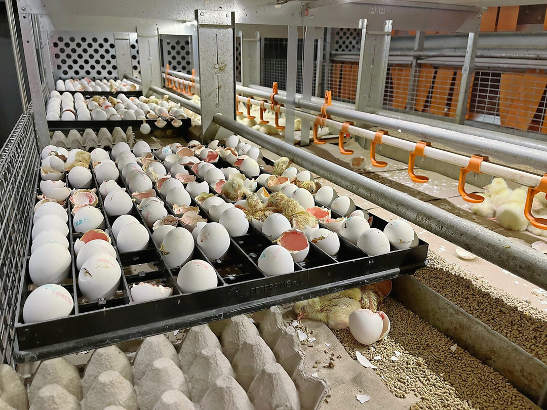 Die Küken schlüpfen bereits in der Voliere, in der sie später auch als Legehennen eingestallt sein werden.
