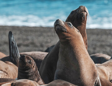 Seelwen in Patagonien. Besorgniserregend sind die zunehmenden Flle von Vogelgrippe bei Sugetieren auf allen Kontinenten. In Sdamerika waren zuletzt groe Robbenkolonien massiv betroffen. 