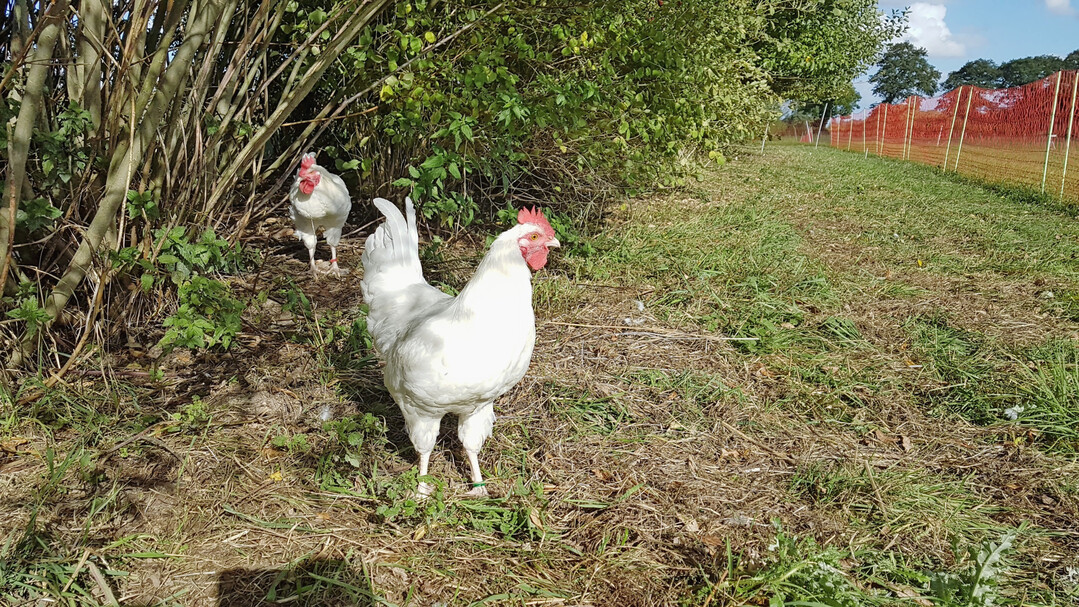 Die Heckenstreifen im Versuch bestanden aus einer Mischung von Weide, Schlehe, Hundsrose, Schwarzdorn und Linde.