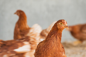 17 bis 18 Wochen alte Junghennen. Ab wann eine Junghenne eine Legehenne ist, das wird in der EU sehr unterschiedlich gehandhabt und beeinflusst auch die Futterkosten in der Biohaltung.
