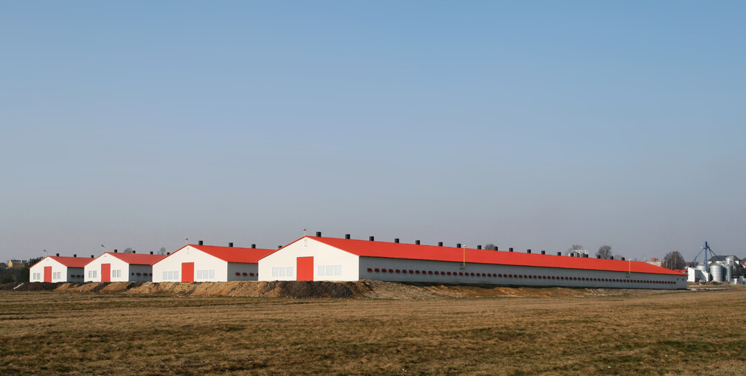 Geflgelfarm in Polen.