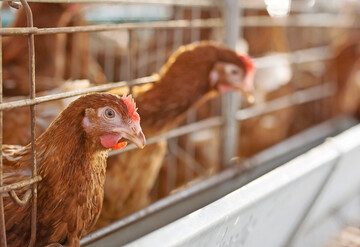 In Malta, Estland und Spanien werden Legehennen nach wie vor �berwiegend in K�figen gehalten. 