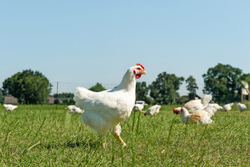 Die naturnahe Haltung von Bio-Masthähnchen birgt neben vielen Vorteilen auch ein erhöhtes Risiko von Krankheitsübertragungen. 