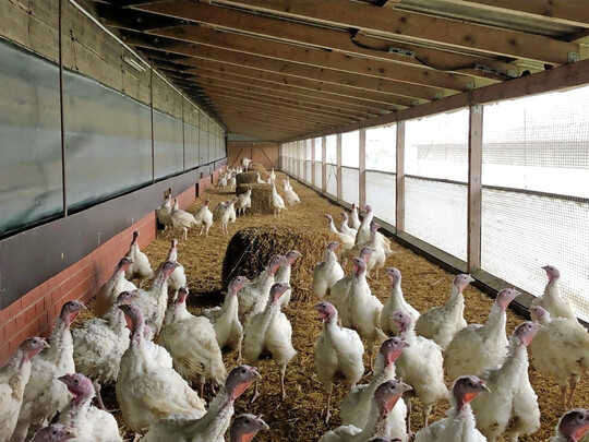 Der Au�enklimabereich ist durchaus attraktiv f�r Puten.