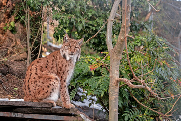 Der Bobcat (wissenschaftlicher Name: Lynx rufus) ist eine Art von Wildluchs, die in Nordamerika beheimatet ist. 