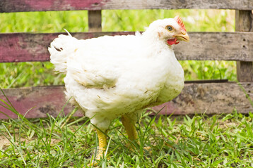Wiesenhof verzichtete schon frh darauf, seine Masthhnchen tierischem Eiwei, wie zum Beispiel Tiermehl zu fttern.
