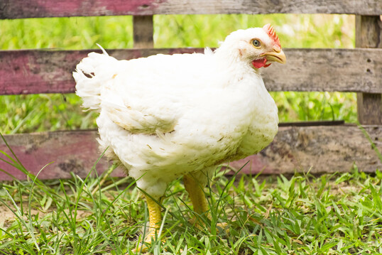 Wiesenhof verzichtete schon frh darauf, seine Masthhnchen tierischem Eiwei, wie zum Beispiel Tiermehl zu fttern.