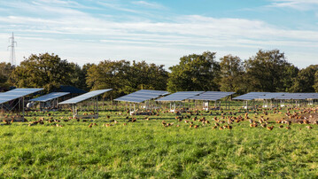 Freilandhennen unter Agri-PV-Anlagen: Doppelnutzung von Flchen fr Stromerzeugung und Landwirtschaft.