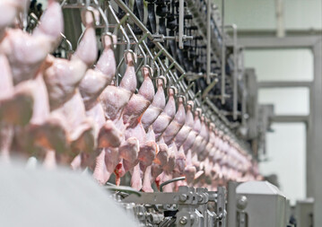 Einblick in eine Geflgelschlachtung. Das Bild stammt nicht aus dem von Tierschutzversten betroffenen Geflgelschlachthof Buckl.