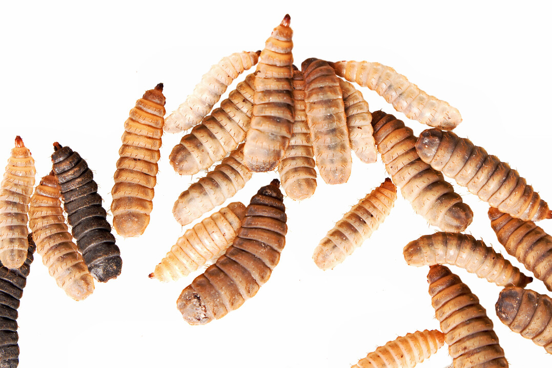 Die Enorm Biofactory produziert Larven der Schwarzen Soldatenfliege.