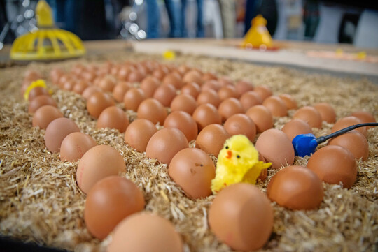 „Schlupf im Stall“ war eines der Themen am Stand der Landwirtschaftskammer Niedersachsen. Außerdem gab es einen Vortrag zum Thema.