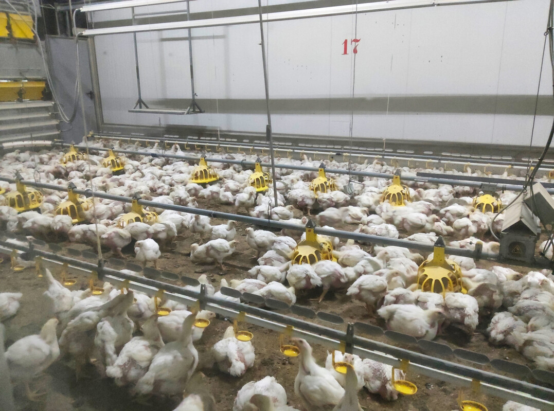 Masthhnchen auf der Versuchsstation Geel in Belgien