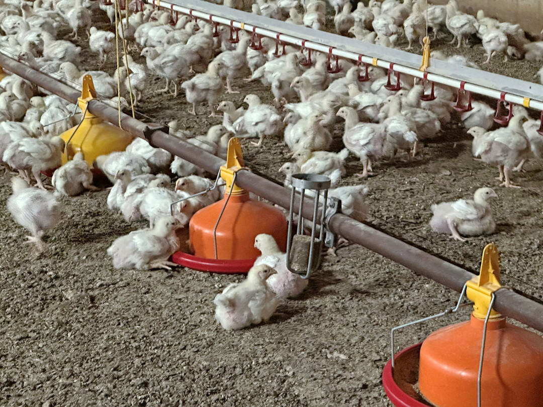 Hähnchenmaststall von Philipp Beckhove.