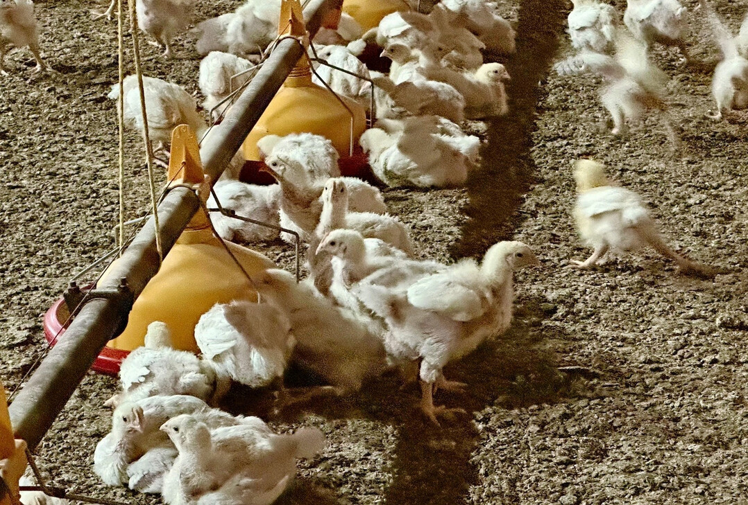 Das KI-gestützte Kamerasystem erstellt auch Bewegungsmuster von den Tieren.