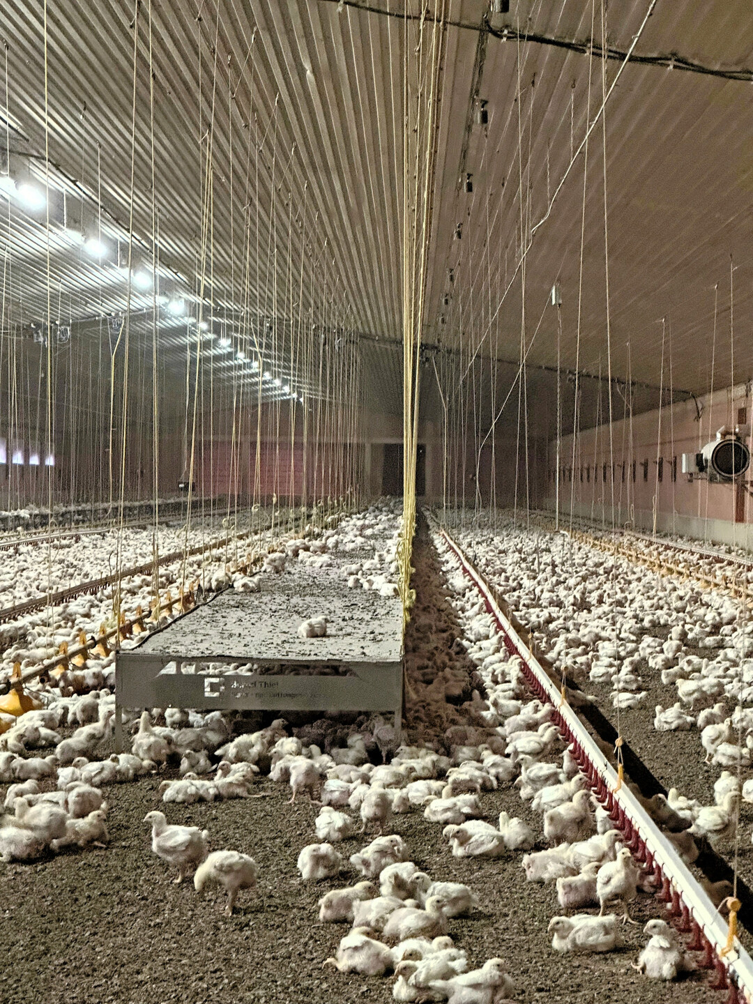 Sprungtische sorgen für mehr Stallstrukturierung.