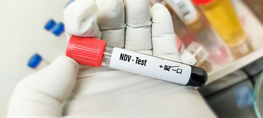 Mit Newcastle Disease infizierte Tiere scheiden das Virus ber die Luftwege und ber Sekrete und Exkrete aus, sodass es zu einer schnellen Verbreitung der Krankheit kommen kann.