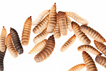 Insekten knnen als alternative Proteinquelle in Futtermitteln genutzt werden.