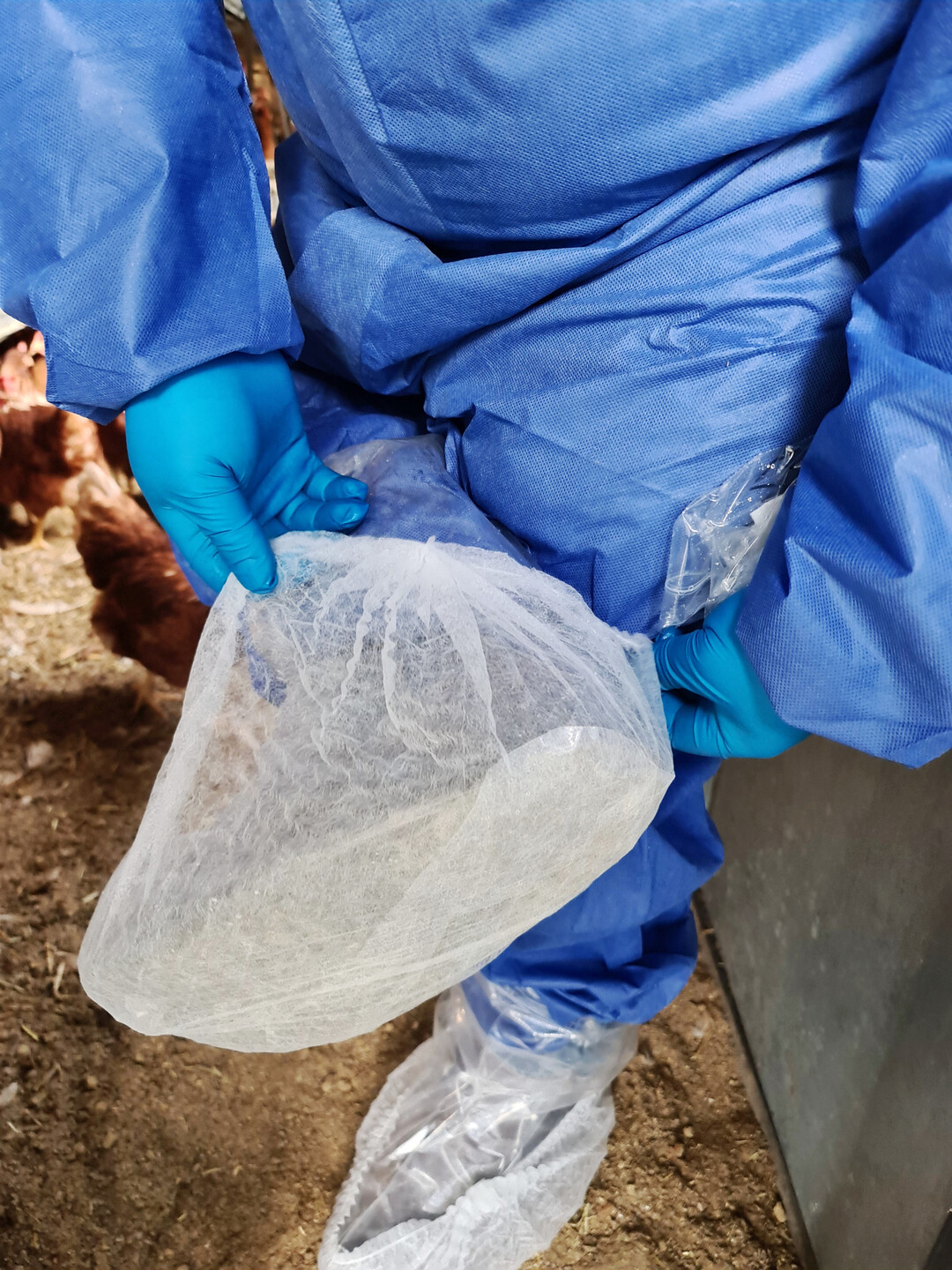 Damit die Probenahme von Salmonellen im Legehennenstall fehlerfrei abläuft, sind Schuhüberzieher wichtig. 