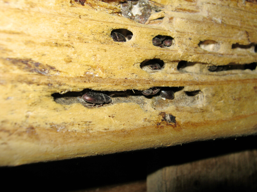 Getreideschimmelkäfer verstecken sich während der Stallreinigung und -desinfektion gern im Weichholz. Die Käfer haben Beißwerkzeuge (Zangen) und fressen sich so in das Baumaterial. 