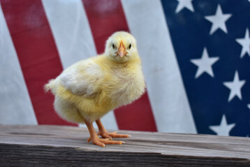 Die Vogelgrippe grassiert nach wie vor in den USA. 