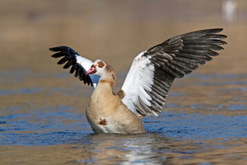 Mittlerweile sind Nilgänse laut dem Deutschen Jagdverband in mehr als der Hälfte der hiesigen Jagdreviere zu finden.