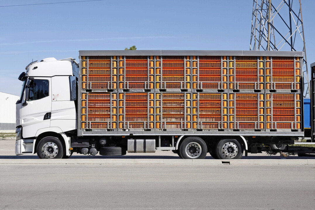 Lkw transportiert Nutztiere.