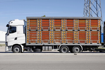 Lkw transportiert Nutztiere.