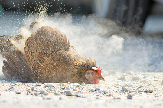 Ein Huhn nimmt ein Staubbad. Aber auch Salmonellen knnen im Staub mehrere Jahre berleben. 