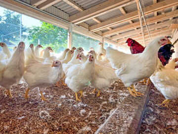 Zur Zucht und zum Management von Zweinutzungshhnern forscht die kologische Tierzucht gGmbH seit zehn Jahren. 