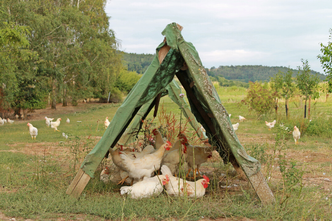 Bruderhahnaufzucht auf dem Geflgelhof Schubert, Igensdorf (Bayern).