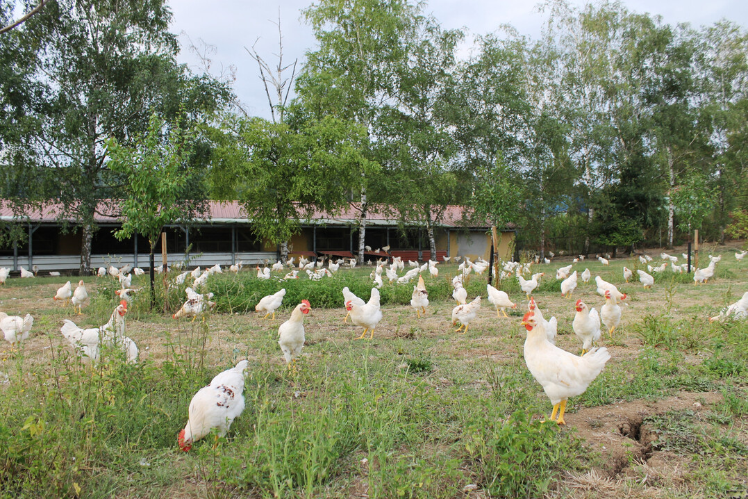 Bruderhahnaufzucht auf dem Geflgelhof Schubert, Igensdorf (Bayern).