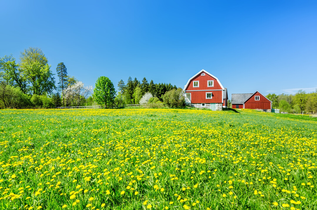 Schwedischer Bauernhof. Die Biolandwirtschaft befindet sich in Schweden im Abwrtstrend.