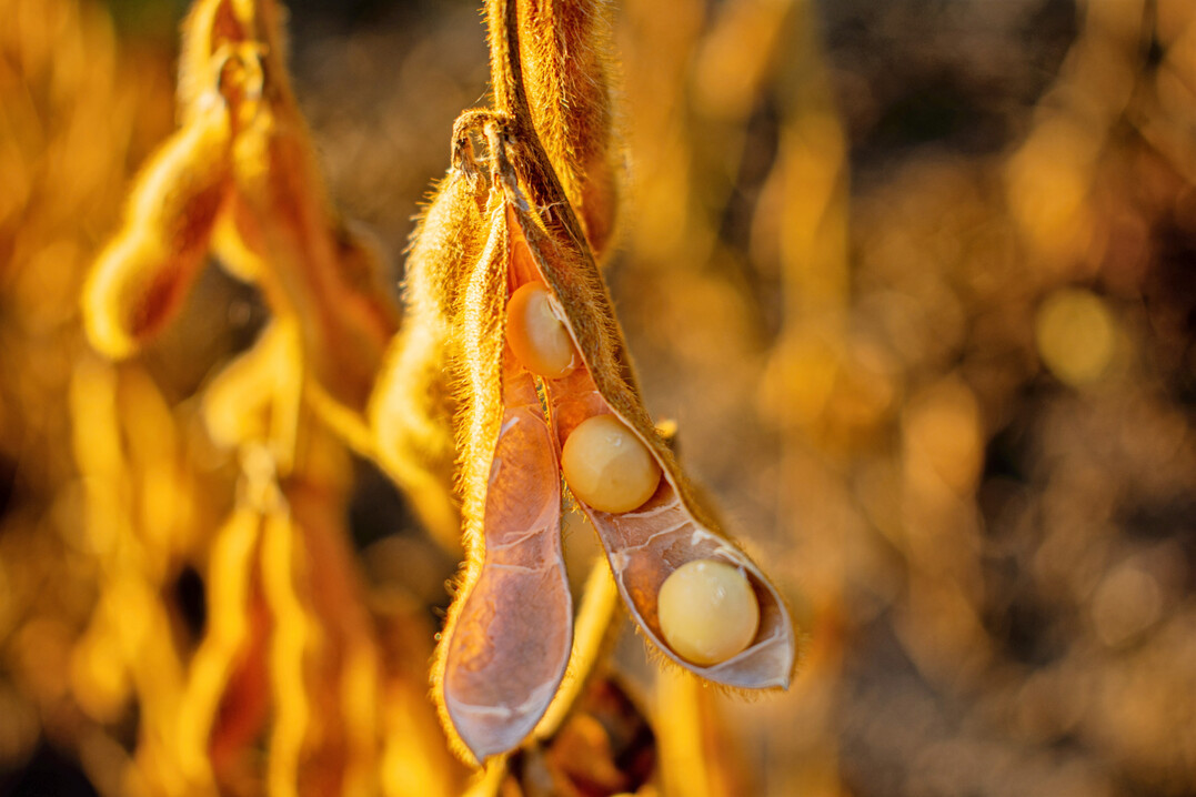 Neben Soja werden die weie Lupine und Erbse erfolgreich als heimische Eiweifuttermittel eingesetzt. 