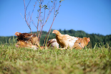 Biogeflgel. Gesucht werden sowohl Erzeuger von Bioeiern als auch Biogeflgelfleisch.
