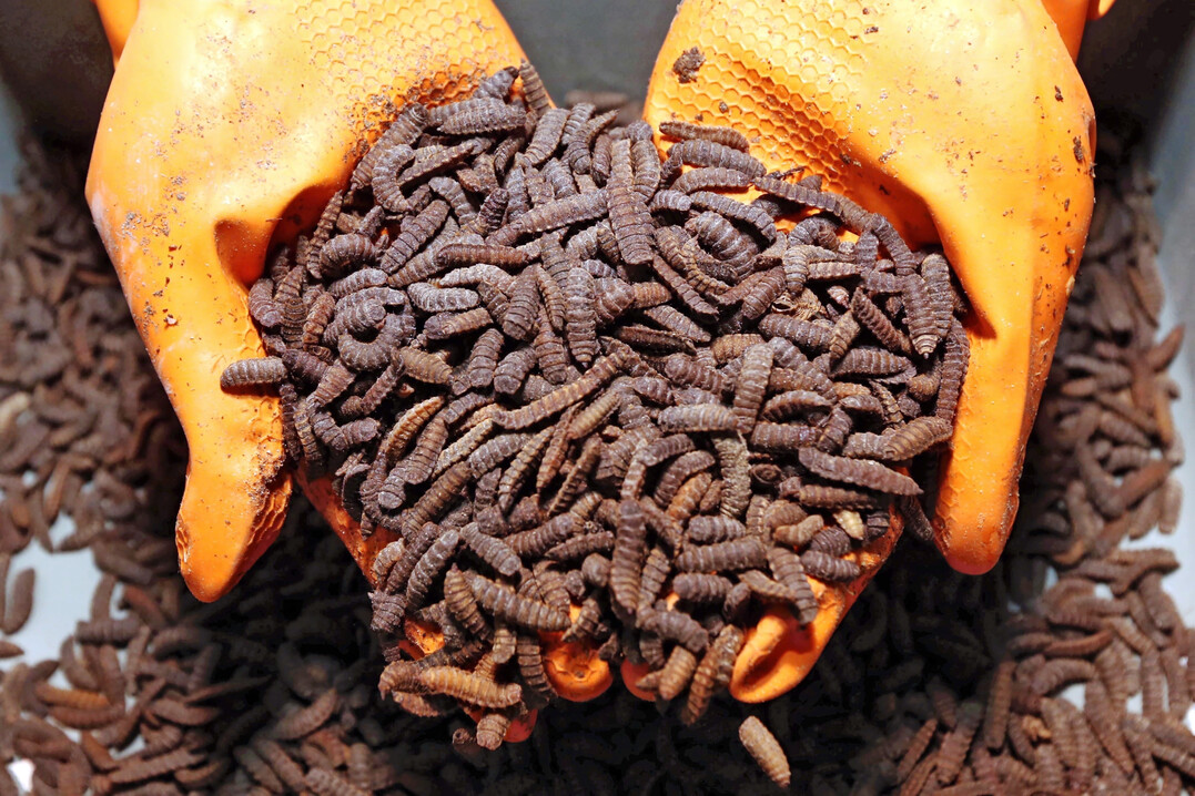 Die Larven der Schwarzen Soldatenfliege können vielfältig eingesetzt werden.