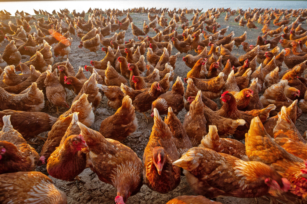 Der Landwirtschaftsausschuss des Europaparlaments fand in Bezug auf die Rolle der intensiven Tierhaltung keine gemeinsame Linie.