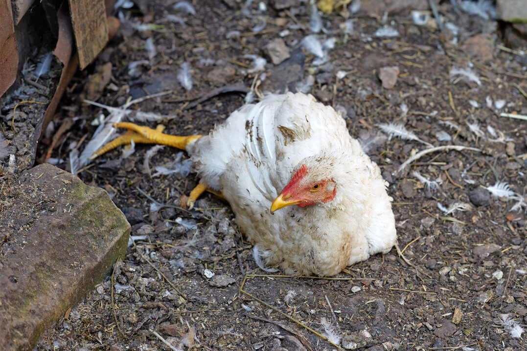 Ein Masthähnchen ist an Kokzidose erkrankt. Wie kann erfolgreich geimpft werden?