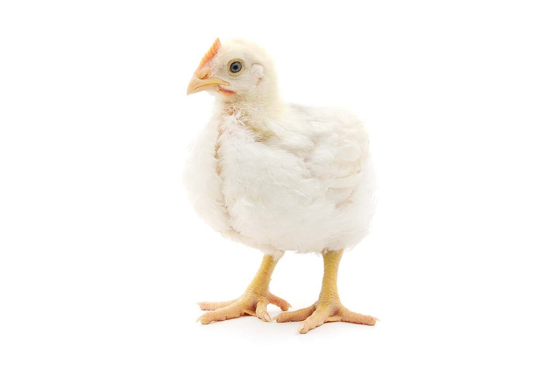 Ein Forschungsprojekt beschäftigte sich mit dem Einfluss von blauem Licht auf Verhalten, Tierwohl und Leistung von Masthähnchen.