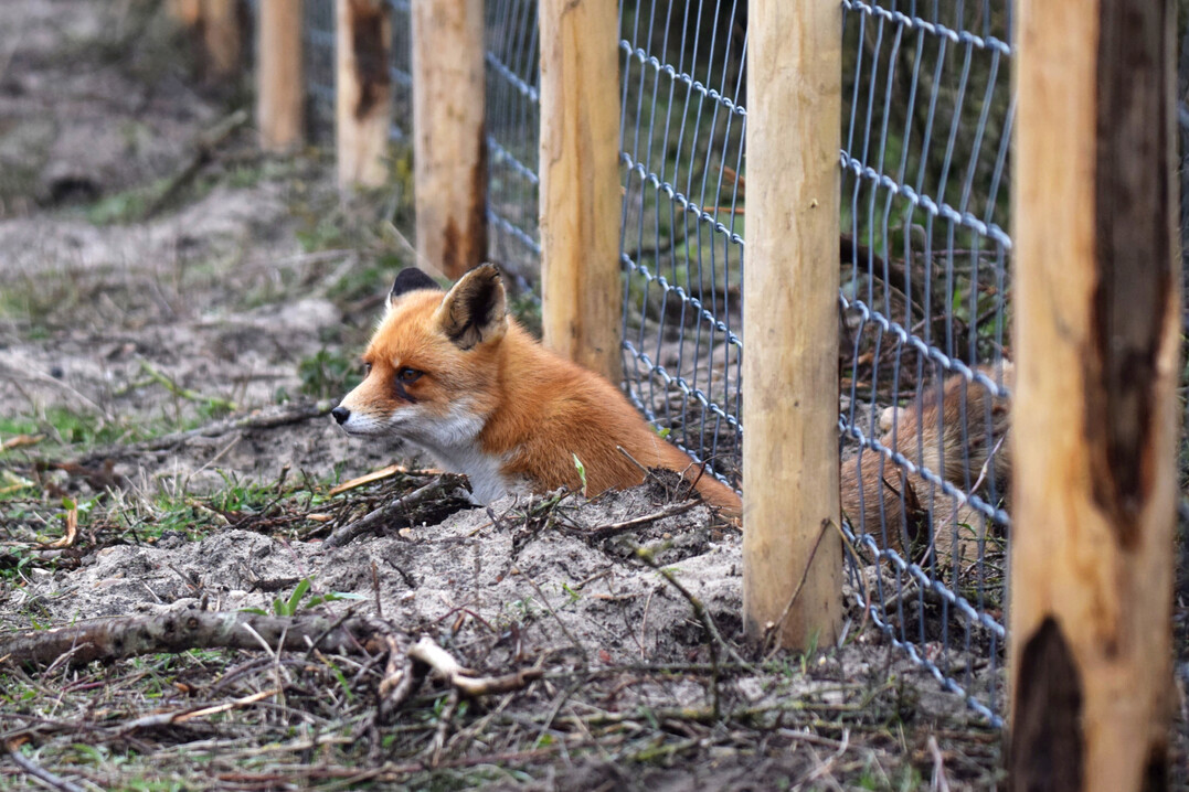 Der Fuchs gilt als gefürchteter bodennaher Beutegreifer im Legehennenauslauf.