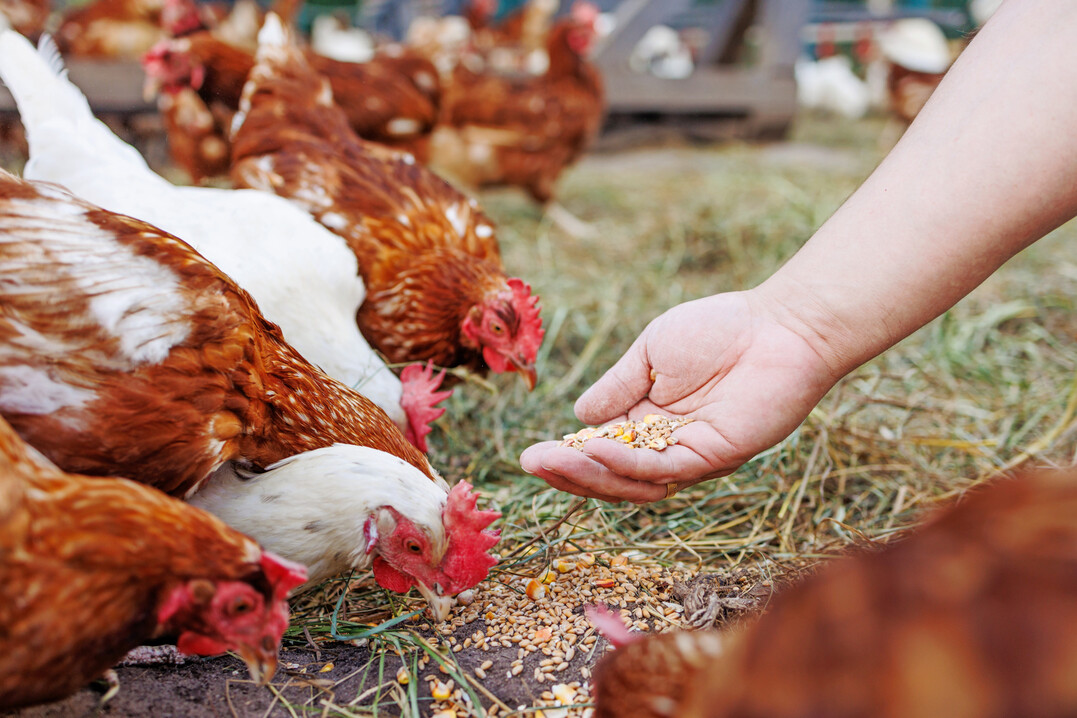 84 Prozent der befragten Landwirte bewerten ihre aktuelle Lage als gut oder befriedigend.
