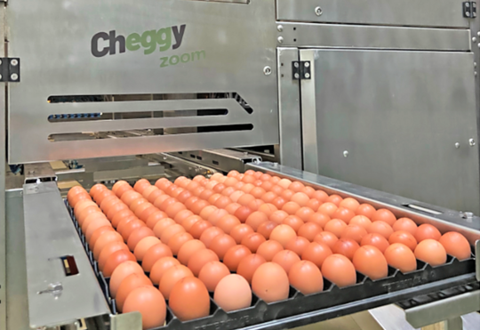 Der brasilianische Bio-Eierproduzent Raiar Orgnicos setzt als erstes Unternehmen der sdlichen Hemisphre auf die Cheggy-Technologie zur Geschlechtsbestimmung im Ei.