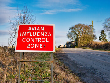 In Grobritannien, hier ein Bild aus Derbyshire, sind neue Flle von Avirer Influenza aufgetreten, zwei davon in kommerziellen Geflgelhaltungen. 